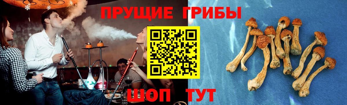 Псилоцибиновые грибы Cubensis Фурманов